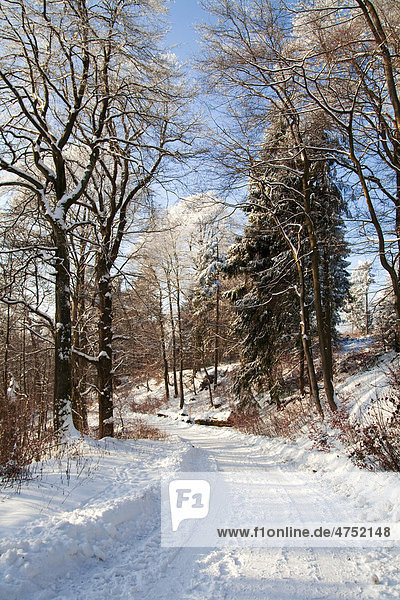 Der Rothaarsteig im Winter  nahe Lützel bzw. Giller  Nordrhein-Westfalen  Deutschland  Europa