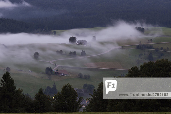 Fog in the Black Forest  Baden-Wuerttemberg  Germany  Europe