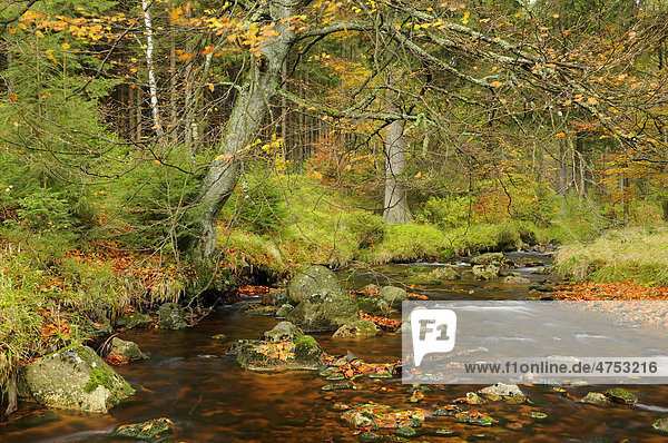 Bode im Herbst bei Braunlage  Harz  Niedersachsen  Deutschland  Europa