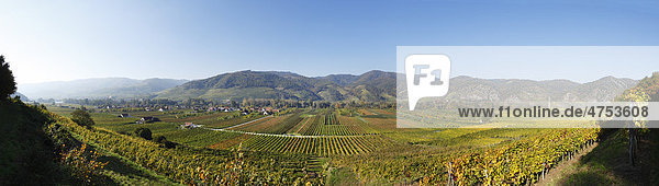 Herbstliches Panorama über Weinberge bei Rührsdorf und Rossatz  Wachau  Mostviertel  Niederösterreich  Österreich  Europa