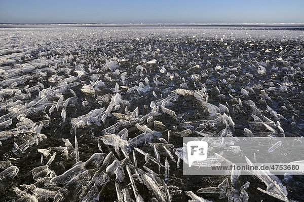 Überfrorene Flachwasserbereiche der Ostsee mit Eiskristallbildung  bei Stein  Probstei  Kreis Plön  Schleswig-Holstein  Deutschland  Europa