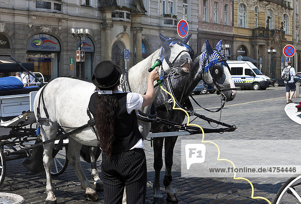 A woman spraying water on the horses of a carriage in the summer heat  Prague  Czech Republic  Europe
