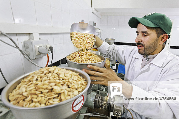 Driss füllt neue Argan-Mandeln in die Presse  aus der das kostbare Arganöl kommt  Ölmühle Sidiyassine  Essaouira  Marokko  Afrika