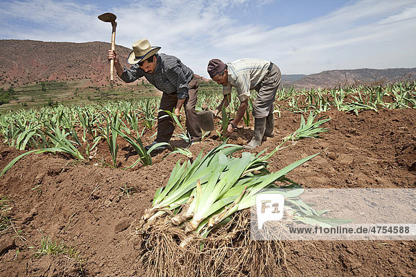 Bewohner des Dorfes Hlaout setzen neue Pflanzen  biologischer Anbau von Schwertlilien (Iris germanica) für Naturkosmetik in Europa  Region Ait Inzel Gebel  Atlas Gebirge  Marokko  Afrika