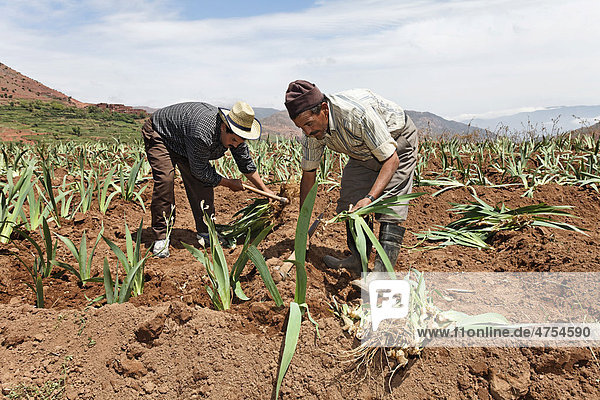 Residents of Hlaout village planting organic German Irises (Iris germanica)  grown for use in natural cosmetics in Europe  Ait Inzel Gebel region  Atlas Mountains  Morocco  Africa