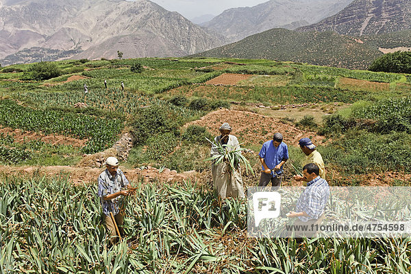 Group of men from Iwasoudane village harvesting the rhizomes of organically grown German Irises (Iris germanica) with a hoe  for use in natural cosmetics in Europe  Ait Inzel Gebel region  Atlas Mountains  Morocco  Africa