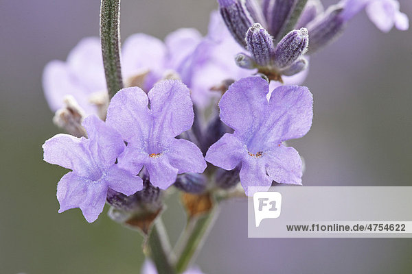 Biologisch angebauter  blühender Lavendel (Lavandula)  Moldawien oder Republik Moldau  Südosteuropa