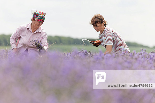 Auf den biologisch angelegten Lavendel-Feldern werden die blühenden Lavendelsträucher (Lavandula) von Hand mit Sicheln geschnitten  um aus den Blüten Lavendel-Öl zu destillieren  Moldawien oder Republik Moldau  Südosteuropa