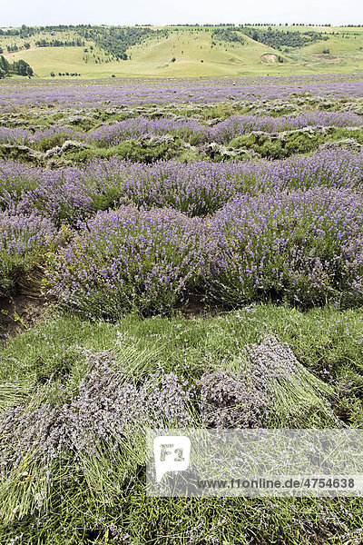 Blühende  biologisch angebaute Lavendelsträucher (Lavandula)  zum Trocknen ausgelegt  Moldawien  Republik Moldau  Südosteuropa