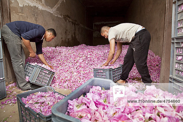 Fresh picked blossoms of organically grown Damask Roses (Rosa damascena) being packed in boxes for transport at a collection point in an oasis in the Valley of Roses  Dades Valley  southern Morocco  Morocco  Africa