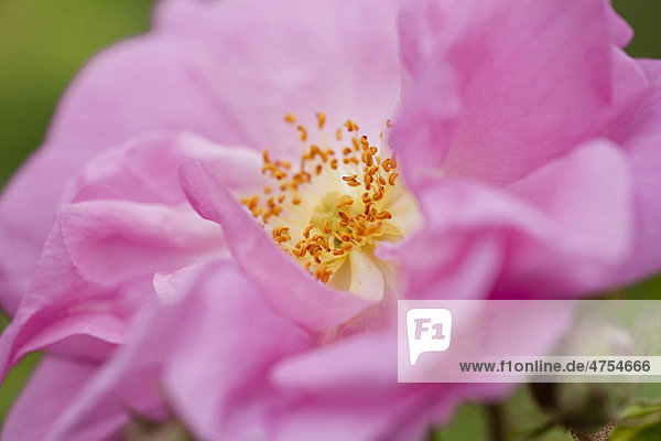 Blüte der Damaszener Wildrose (Rosa damascena) im Tal der Rosen  VallÈe des Roses  Dades-Tal  Südmarokko  Marokko  Afrika