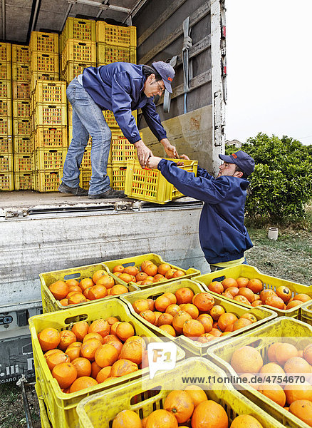 Frisch geerntete reife Bio-Orangen werden in einem Hain von Orangenbäumen für den Transport in einen LKW vergeladen  bei Siracusa  Syrakus  Italien  Europa
