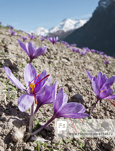 Blühender Safran (Crocus sativus) auf den kleinen Safranfeldern unterhalb der Gemeinde Mund in den Bergen des Kanton Wallis  Schweiz  Europa