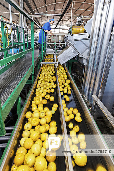 Ankunft von frisch geernteten  gelben Zitronen in einer Saft- und Ölfabrik für Zitrusfrüchte  die Zitronen werden auf Laufbändern ins Innere der Fabrik transportiert und dort gepresst  Barcellona  Sizilien  Italien  Europa