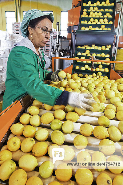 Ankunft  Auswahl  Selektion und Verpackung von frisch geernteten gelben Bio-Zitronen in der Versandhalle des Demeter- und Bio-Frucht- und Gemüsehandels Salamita in Barcellona  Sizilien  Italien  Europa