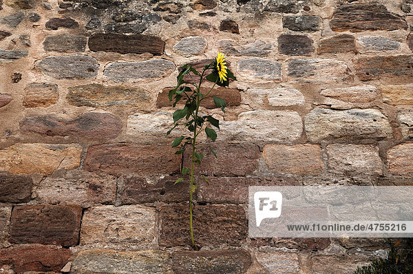 Sonnenblume (Helianthus annuus)  wächst aus der Burgmauer  Burg Abenberg  Burgstraße 16  Abenberg  Mittelfranken  Bayern  Deutschland  Europa