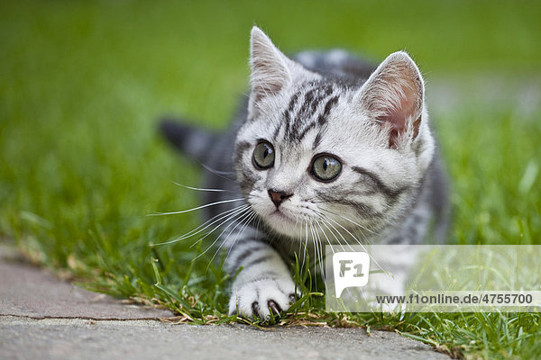 Little silver tabby British Shorthair kitten in the garden