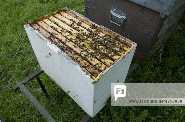 Brutkiste mit Styropor  das für die Bienenzucht verwendet wird
