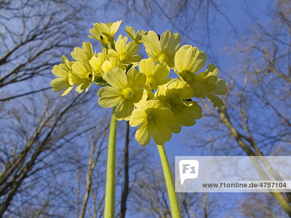 Oxlip (Primula elatior)  Thuringia  Germany  Europe