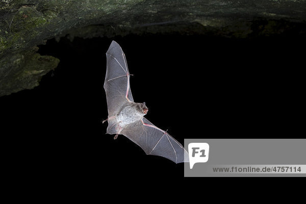 Long-fingered bat (Myotis capaccinii) in flight  Sardinia island  Italy  Europe