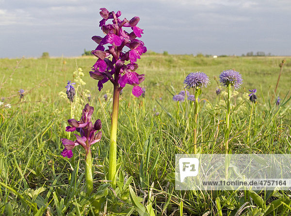 Green-winged orchid  green-veined orchid (Orchis morio) and common globularia (Globularia vulgaris)  Lake Neusiedl  Austria  Europe