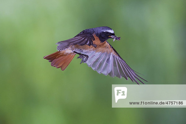 Common redstart (Phoenicurus phoenicurus) male with food in flight  Thuringia  Germany  Europe
