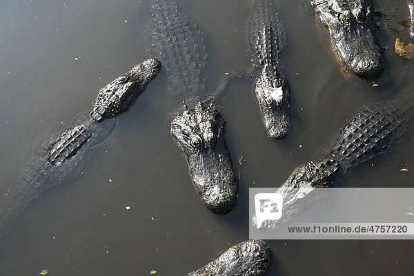 Alligatoren in Florida  USA  Amerika