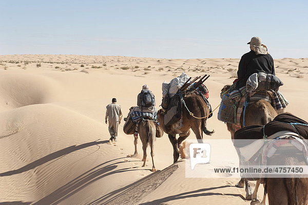 Sustainable tourism  camel trekking  camels  dromedaries (Camelus dromedarius)  sand dunes  Sahara desert between Douz and Ksar Ghilane  Southern Tunisia  Tunisia  Maghreb  North Africa  Africa
