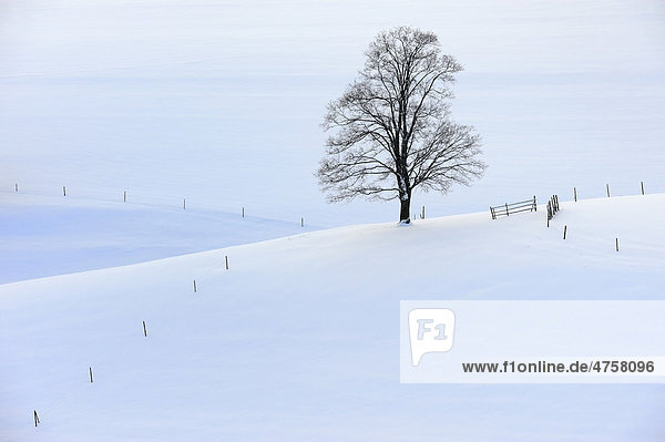 Einzelner Baum mit winterlichen Hügeln  Ronsberg  Unterallgäu  Bayern  Deutschland  Europa