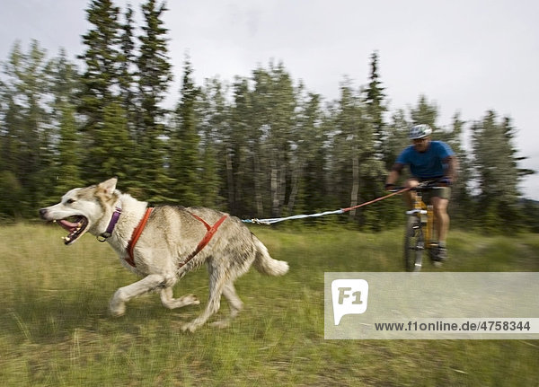 Ein Alaskan Husky zieht ein Mountainbike  Mann beim Ausüben der Laufhundesportart Bikejöring  Hundesport  Hundeschlittenrennen auf trockenem Untergrund  Yukon Territorium  Kanada