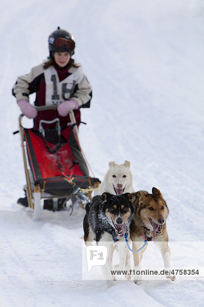 Child mushing Alaskan Huskies  running sled dogs  dog team  dog sledding  Carbon Hill dog sled race  Mt. Lorne  near Whitehorse  Yukon Territory  Canada