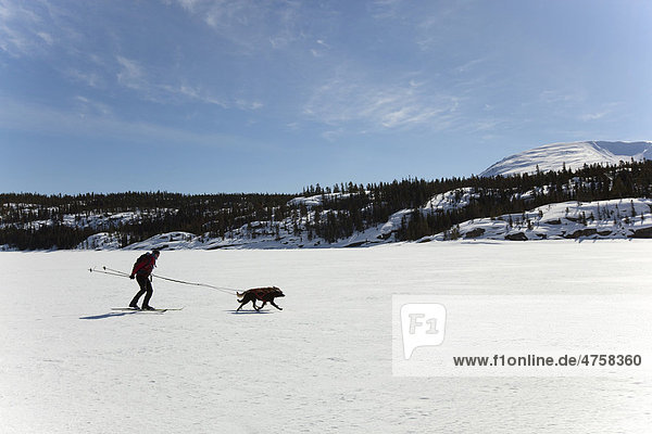 Frau beim Skijöring  Schlittenhunde ziehen Langläuferin  Hundesport  Alaskan Huskys  auf dem zugefrorenen Lake Lindeman See  Coastal Range Gebirge mit Chilkoot Pass und Chilkoot Trail hinten  Yukon Territory  British Columbia  BC  Kanada