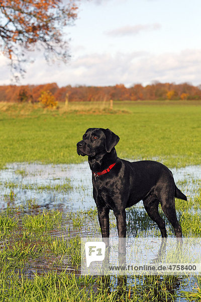 Schwarzer Labrador Retriever  Rüde  steht auf nasser Wiese im Herbst