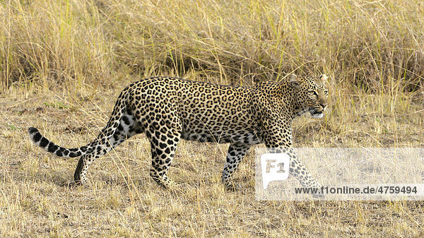 Leopard (Panthera pardus) Masai Mara National Reserve Kenia Ostafrika Afrika