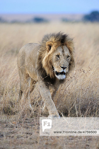 Löwe (Panthera leo)  Männchen  Masai Mara National Reserve  Kenia  Ostafrika  Afrika