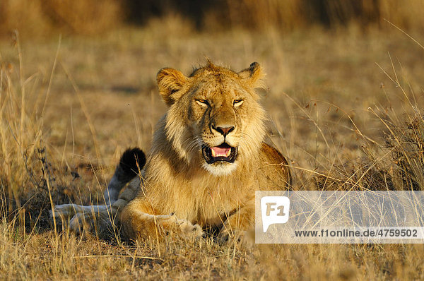 Löwe (Panthera leo)  junges Männchen im Morgenlicht  Masai Mara National Reserve  Kenia  Ostafrika  Afrika