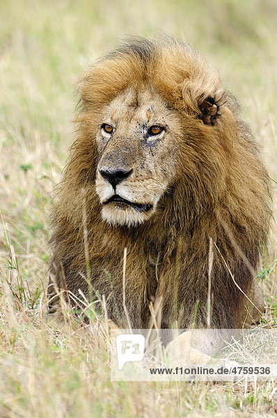 Löwe (Panthera leo)  alter Mähnenlöwe  Porträt  Masai Mara National Reserve  Kenia  Ostafrika  Afrika