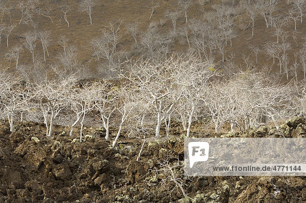Palo Santo (Bursera graveolens)  wächst auf Lavagestein  Punta Cormoran  Floreana  Galapagos-Inseln  Süd-Pazifik
