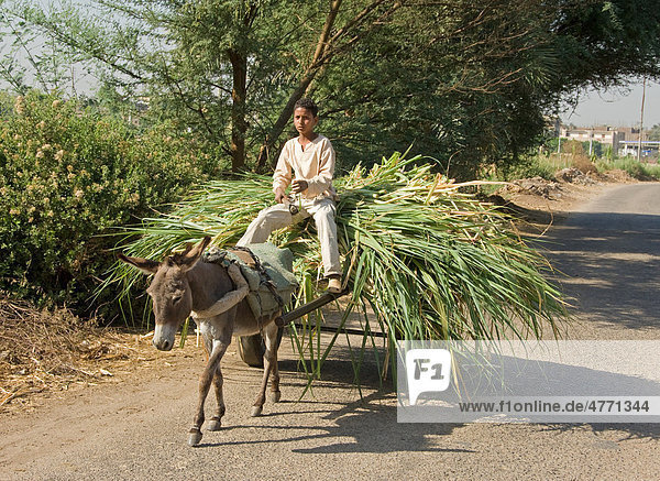 Sugarcane (Saccharum officinarum)  donkey and cart with leaves for animal feed  West Bank  Luxor  Egypt  Africa