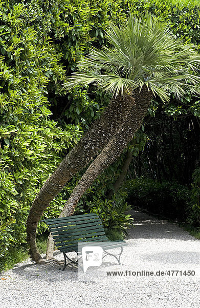 Schiefe Palmen und Gartenbank auf Kiesweg  Villa Carlotta  Tremezzo  Comer See  Lombardei  Italien  Europa
