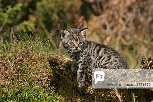 European Wild Cat (Felis silvestris)  kitten on log  Scotland  United Kingdom  Europe