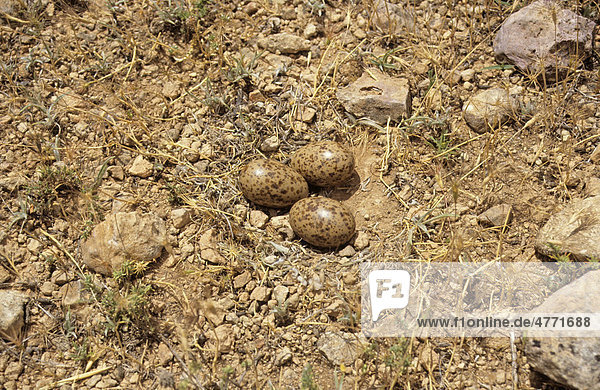 Pin-tailed Sandgrouse (Pterocles alchata)  three eggs in nest