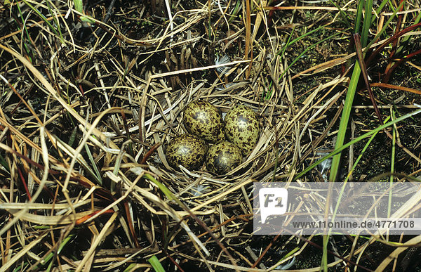 Odinshühnchen (Phalaropus lobatus)  Nest und Eier
