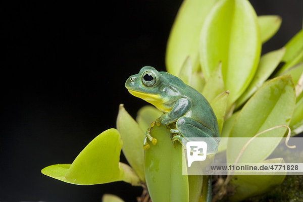 Fea Flugfrosch oder Ruderfrosch (Rhacophorus feae) Altier sitzend auf Blättern Vietnam Südostasien