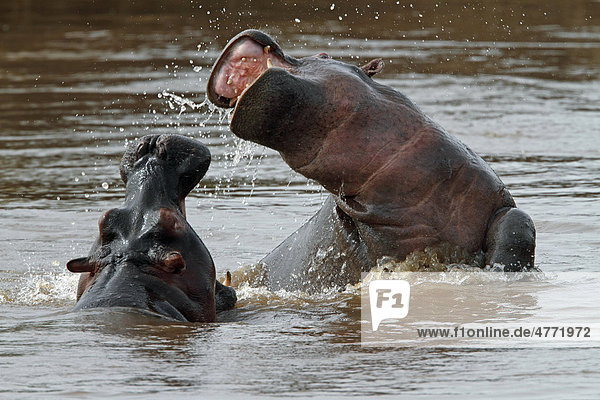 Flusspferde (Hippopotamus amphibius)  Masai Mara  Kenia  Afrika