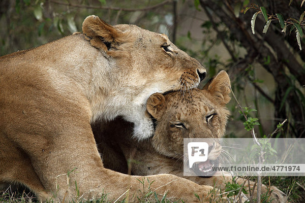 Zwei Löwen (Panthera leo)  Masai Mara  Kenia  Afrika