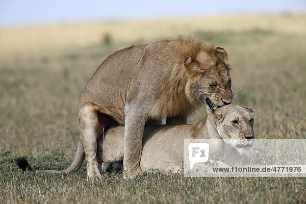 Löwen (Panthera leo)  Paar bei der Paarung  Masai Mara  Kenia  Afrika