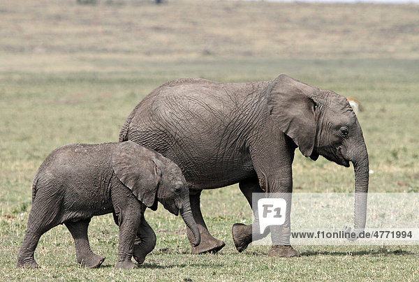Elefanten (Loxodonta africana)  Jungtiere  Masai Mara  Kenia  Afrika