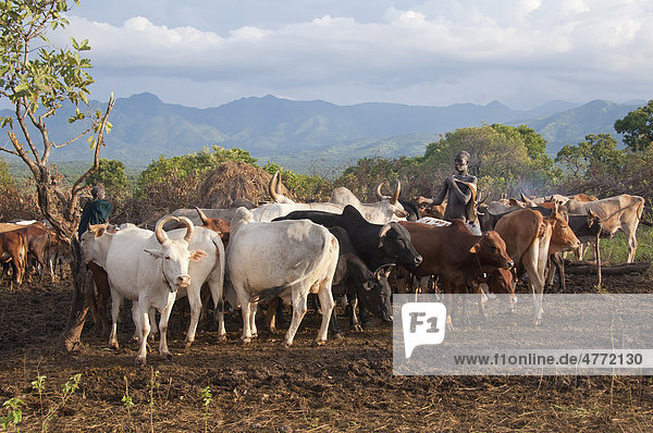 Surma herder with cattle herd near Tulgit  Omo River Valley  Ethiopia  Africa