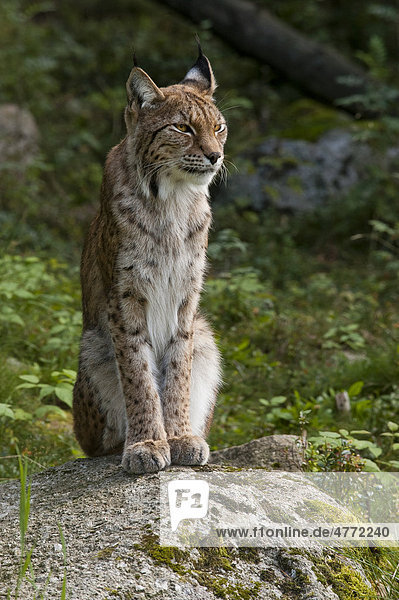 Eurasischer Luchs (Lynx lynx)  Weibchen  Schweden  Europa